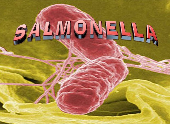 vi-khuan-Salmonella
