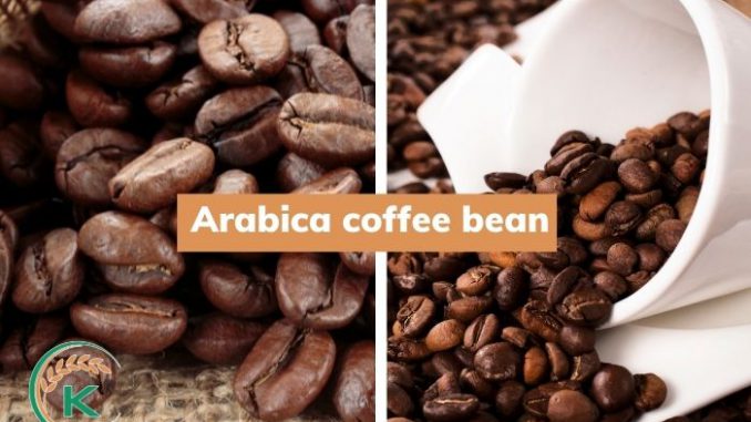 Vietnam-Arabica-coffee.jpg