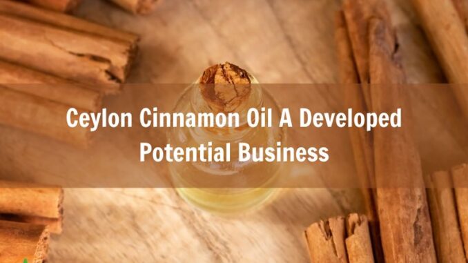 ceylon-cinnamon-oil-a-developed-potential-business